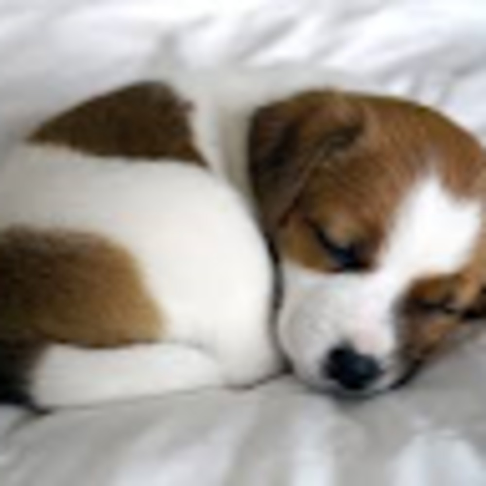 Meet your Posher, Jordan